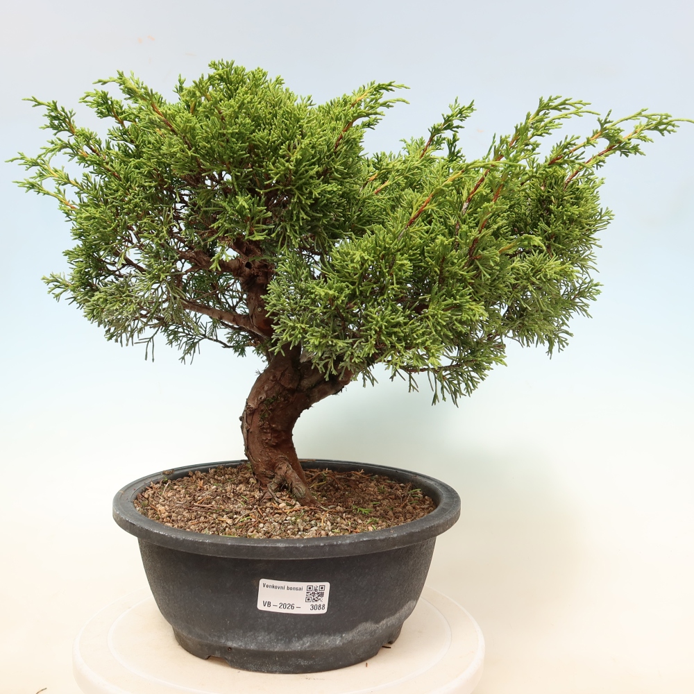 Venkovní bonsai - Juniperus chinensis Itoigawa-Jalovec čínský