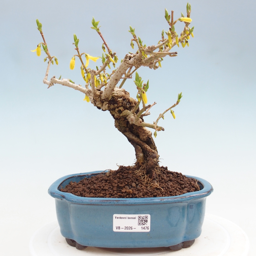 Venkovní bonsai - Zlatice - Forsythia koreana