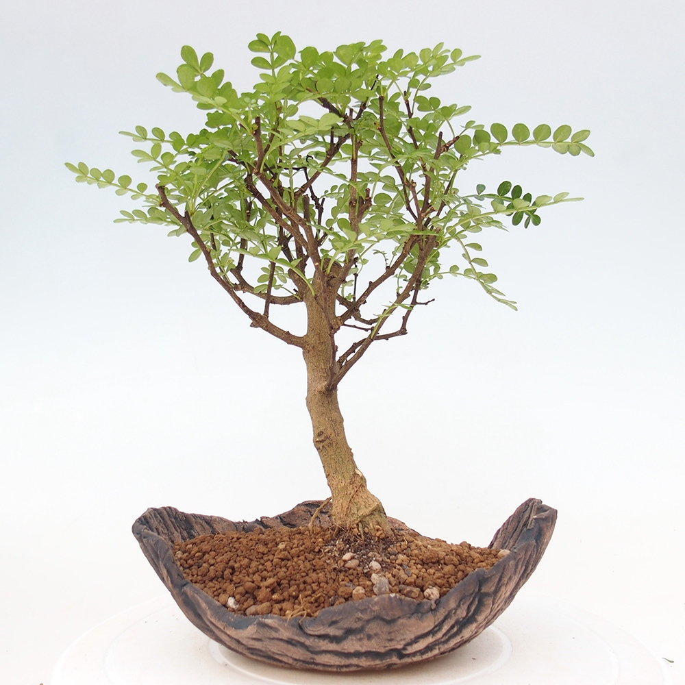 Pokojová bonsai - Zantoxylum piperitum - pepřovník