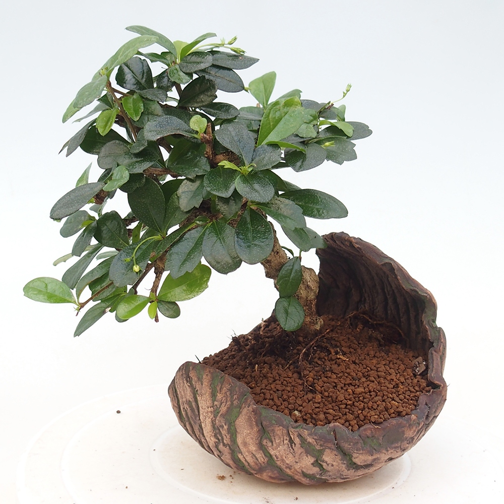 Pokojová bonsai - Carmona macrophylla - Čaj fuki