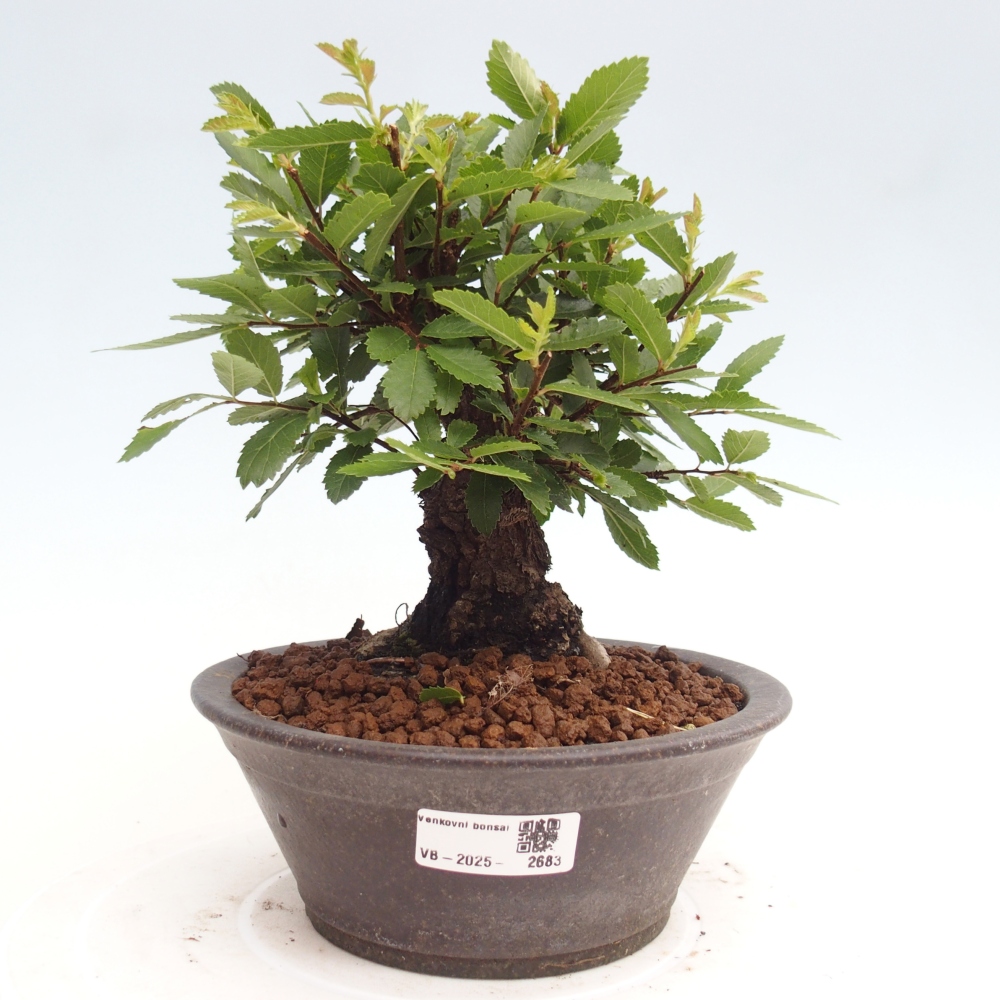 Venkovní bonsai - Zelkova - Zelkova NIRE