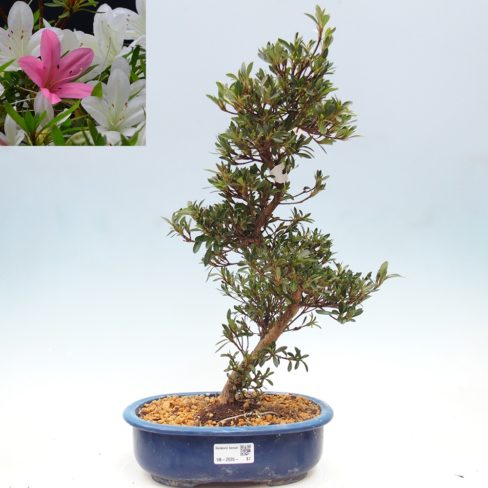 Venkovní bonsai - Japonská azalka - Azalea Hakurin