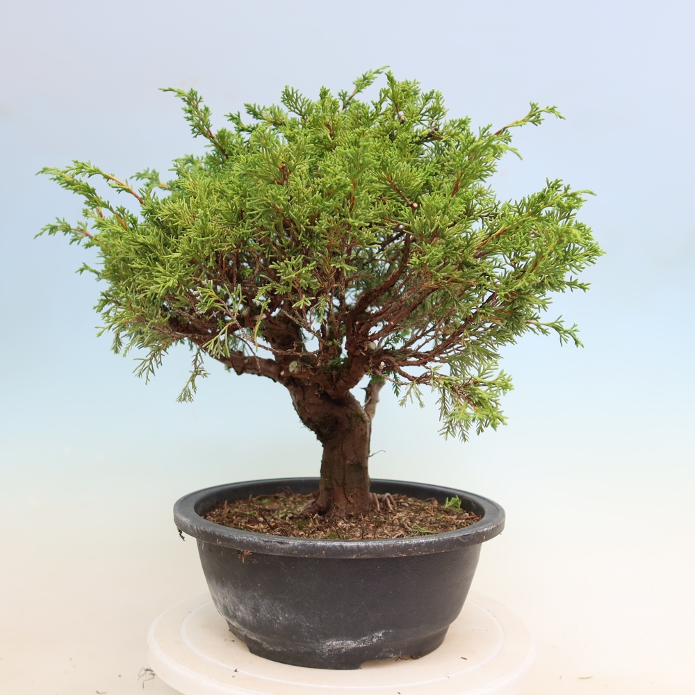 Venkovní bonsai - Juniperus chinensis Itoigawa-Jalovec čínský