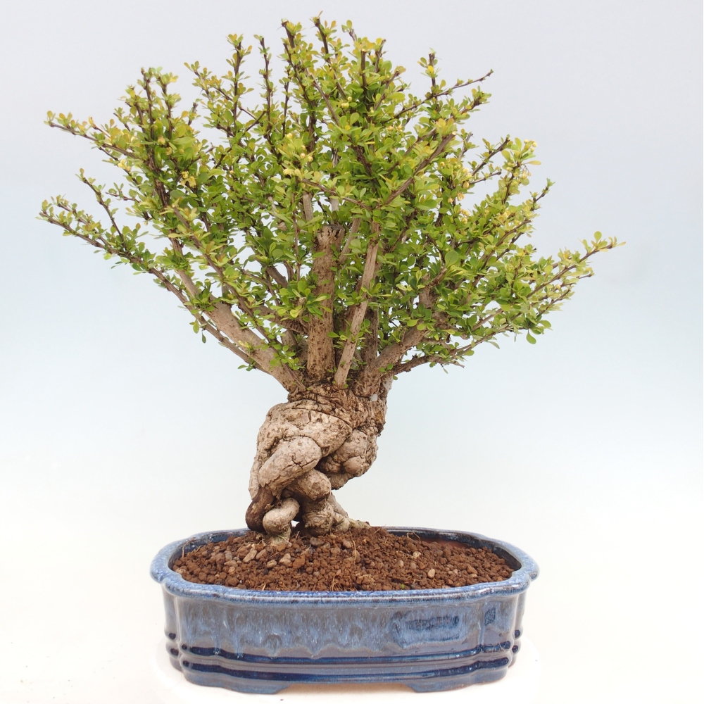 Venkovní bonsai - Berberis coreana - Dřištál korejský