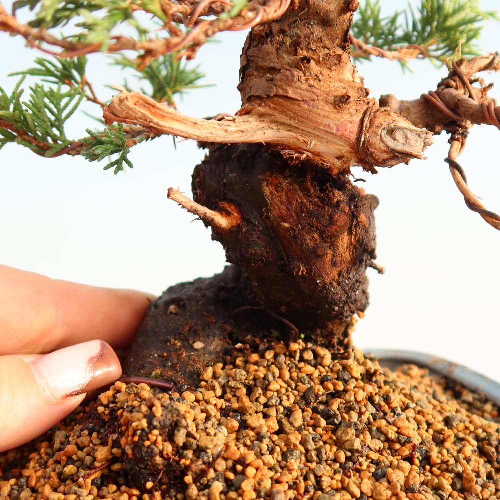 Venkovní bonsai - Juniperus chinensis Itoigawa -Jalovec čínský