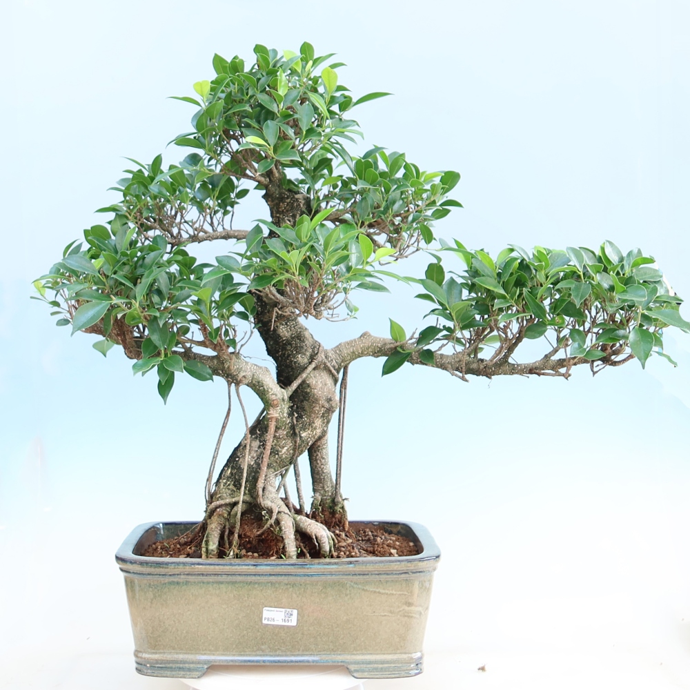 Pokojová bonsai - Ficus kimmen -  malolistý fíkus