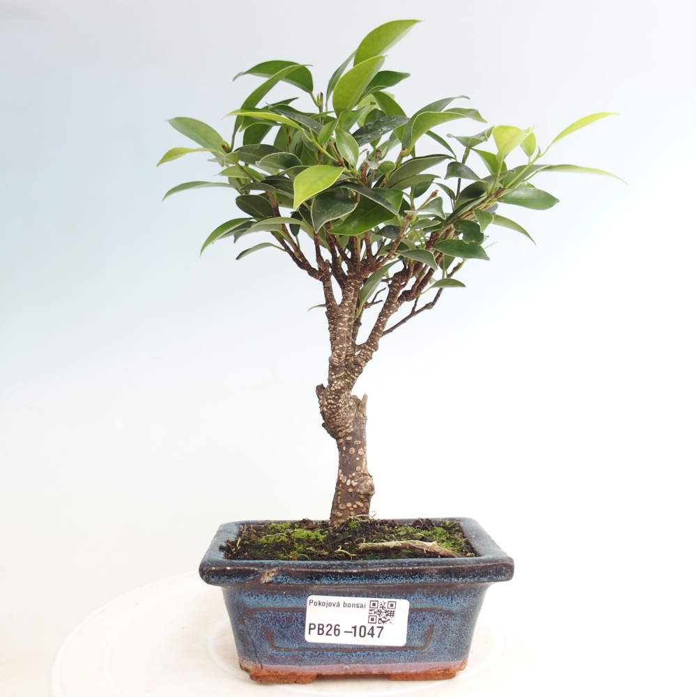 Pokojová bonsai Ficus retusa kimmen