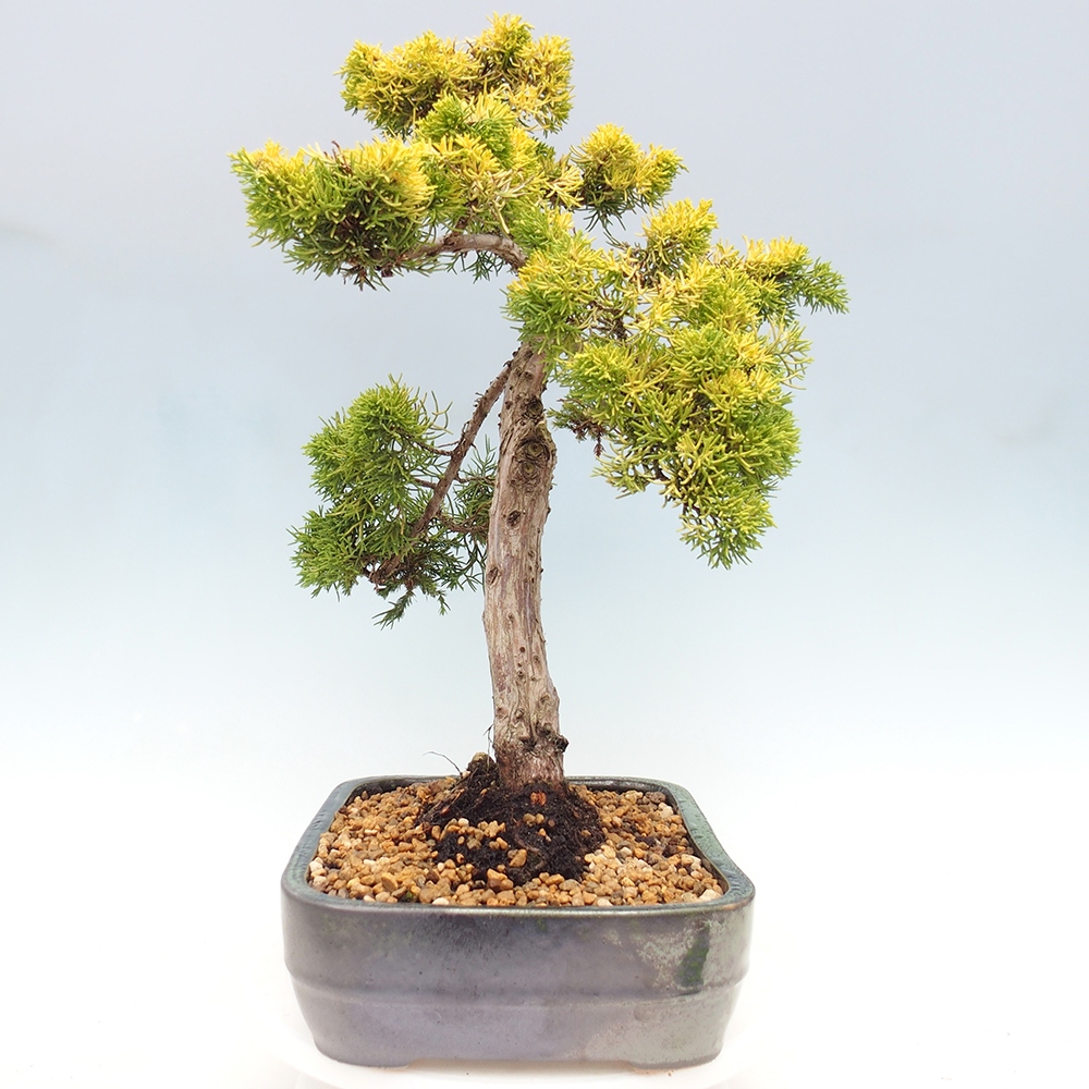 Venkovní bonsai - Juniperus chinensis plumosa aurea - Jalovec čínský zlatý