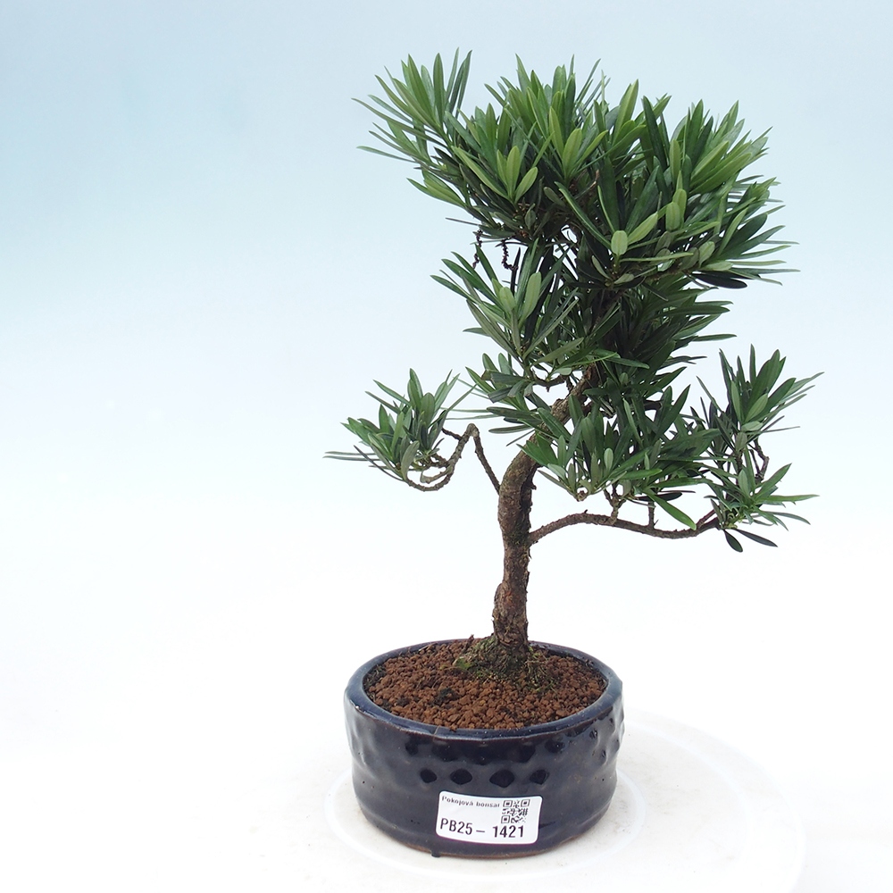 Pokojová bonsai - Podocarpus - Kamenný tis