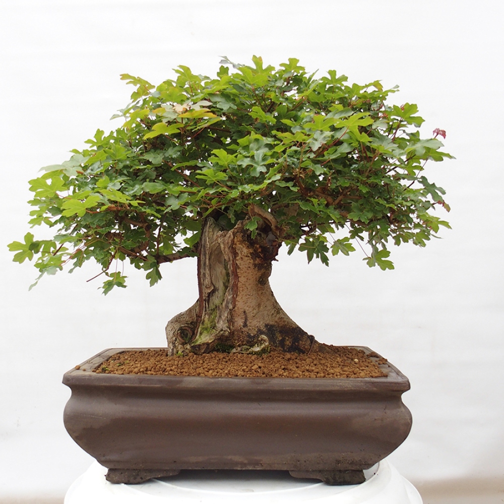 Venkovní bonsai - Javor Francouzský - Acer Nonspessulanum