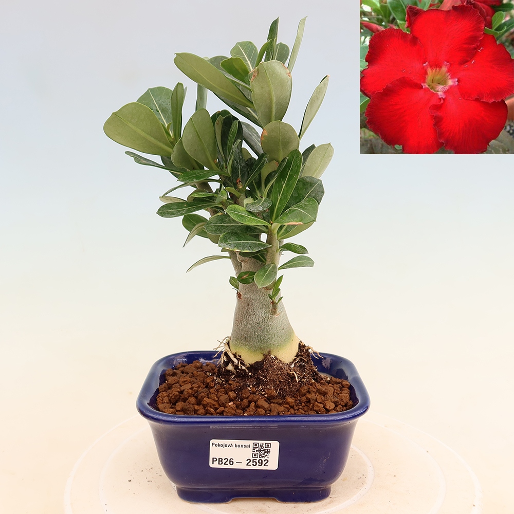 Pokojová bonsai - Adenium obesum Red Star - Pouštní růže