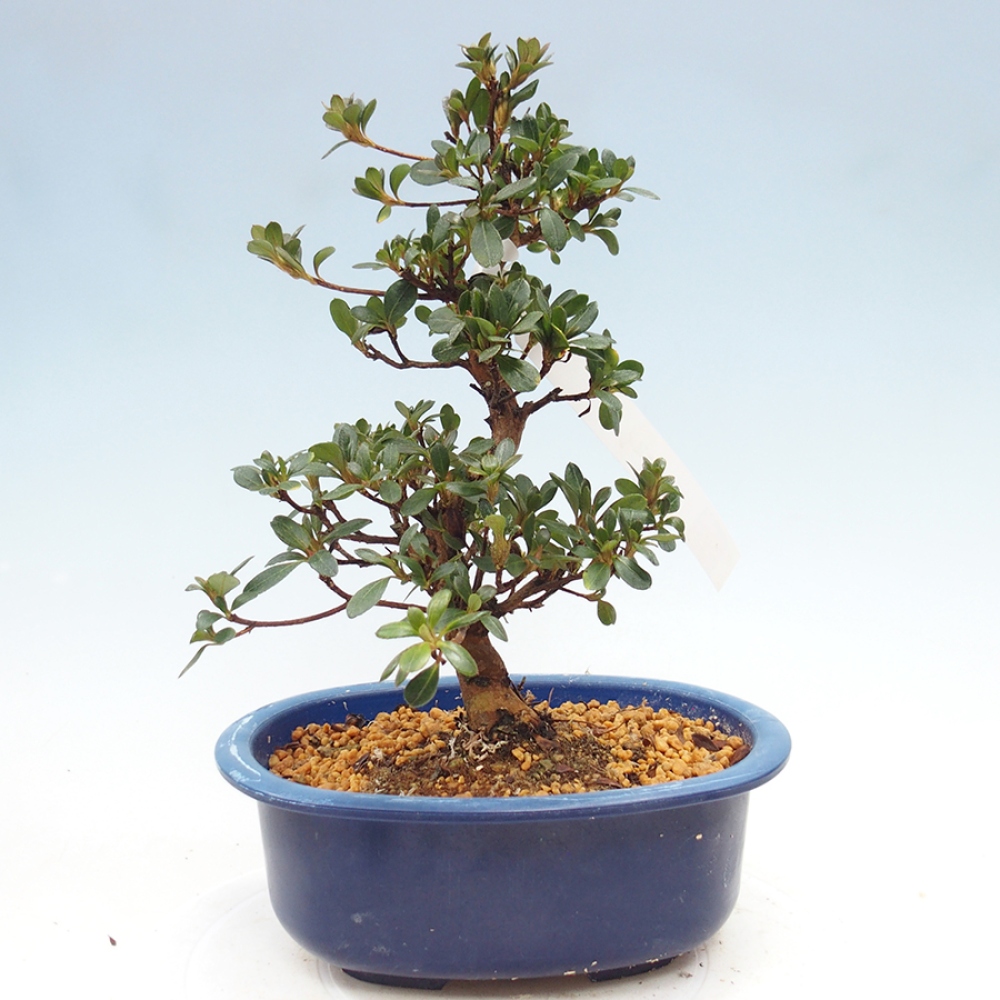 Venkovní bonsai - Japonská azalka - Azalea Kobai