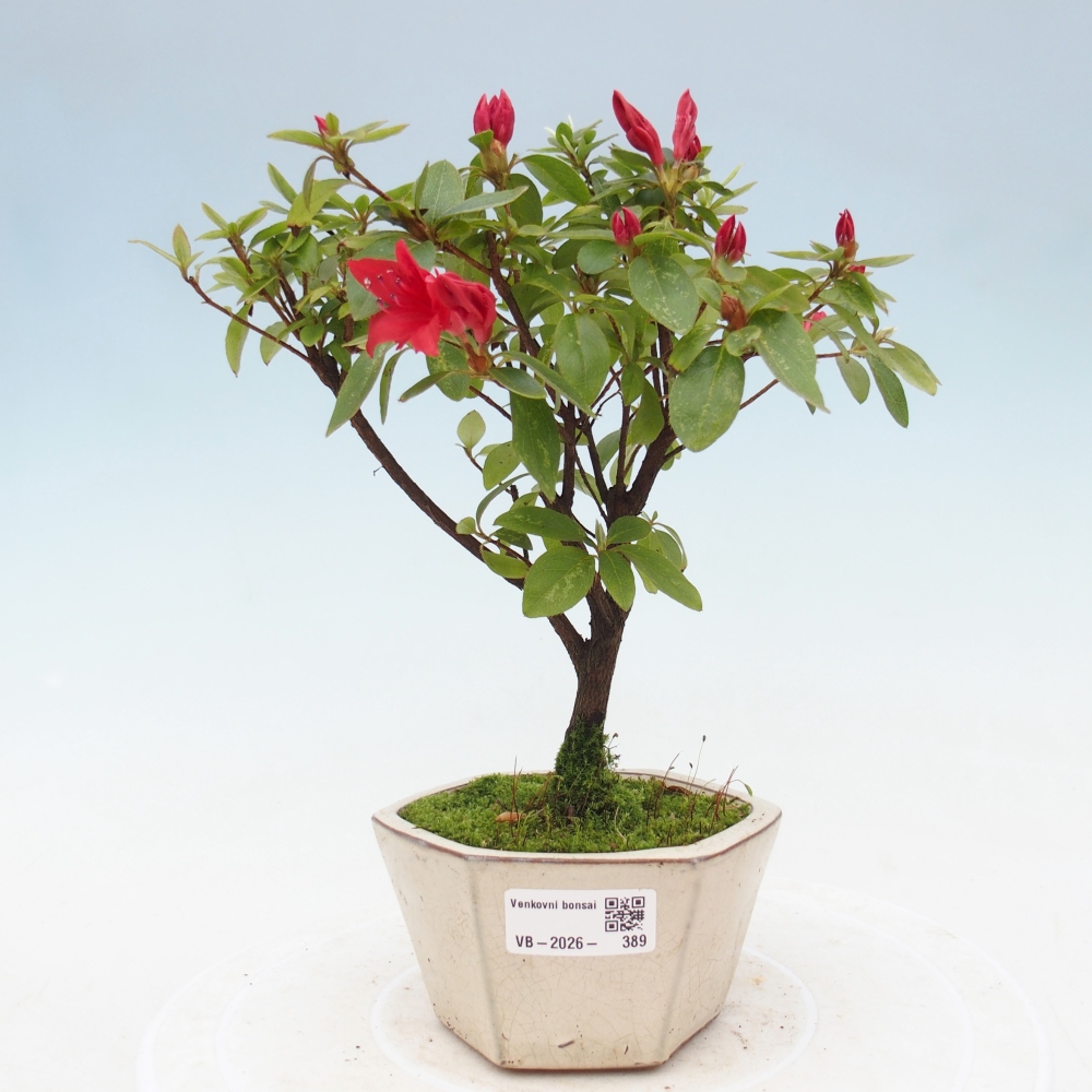 Venkovní bonsai - Japonská azalka - Azalea sp.
