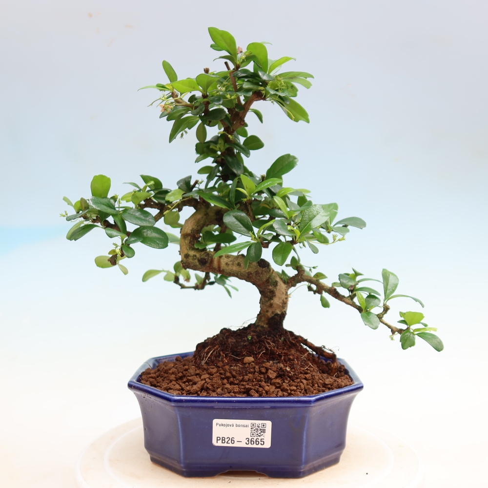 Pokojová bonsai - Carmona macrophylla - Čaj fuki