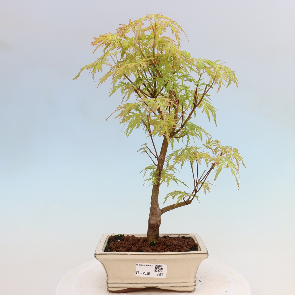Venkovní bonsai - Acer palmatum Dissectum - Javor dlanitolistý 