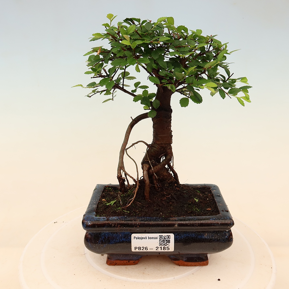 Pokojová bonsai - Ulmus parvifolia - Malolistý jilm