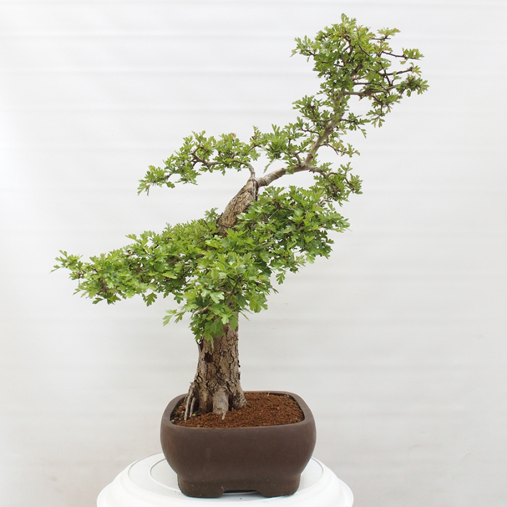 Venkovní bonsai - Hloh - Crataegus monogyna