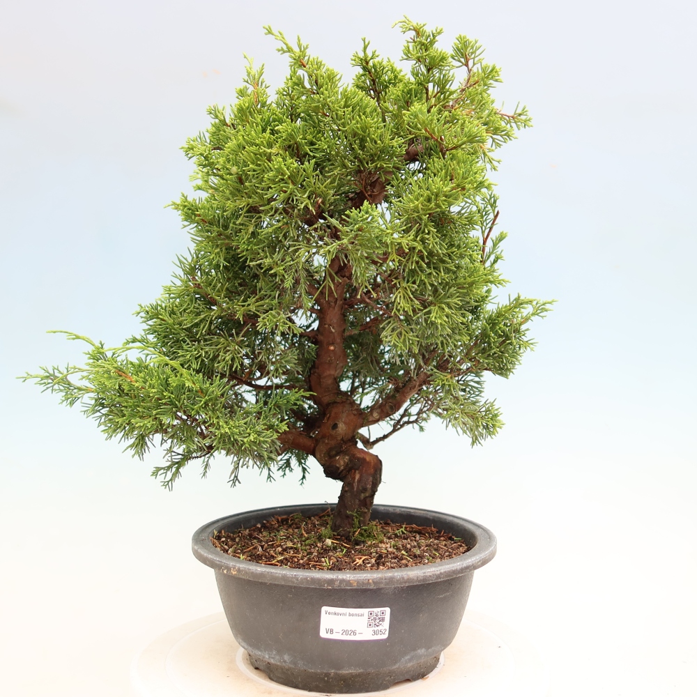 Venkovní bonsai - Juniperus chinensis Itoigawa-Jalovec čínský