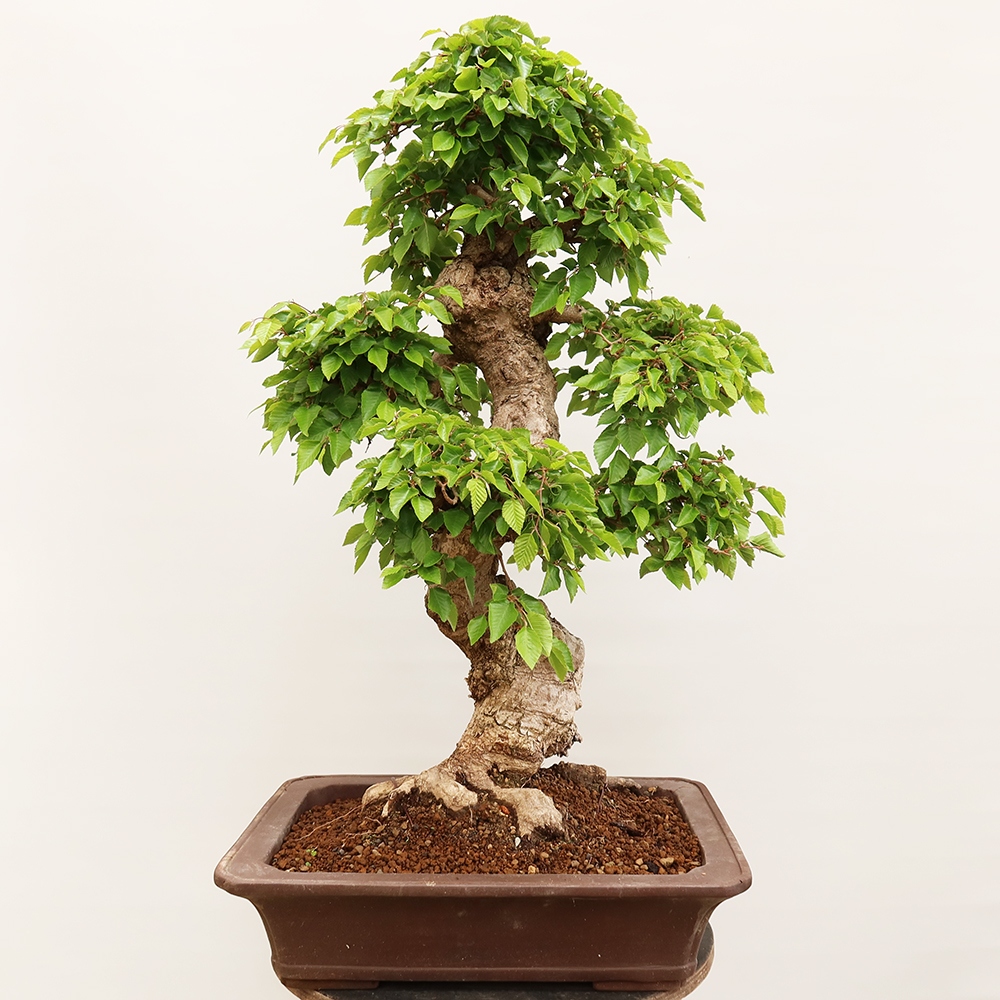 Venkovní bonsai -Carpinus Coreana - Habr korejský