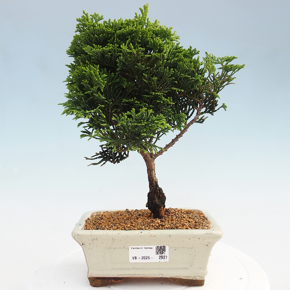 Venkovní bonsai - Cham.pis obtusa Nana Gracilis - Cypřišek