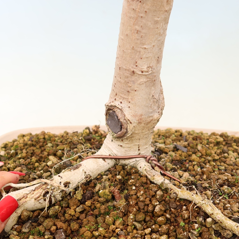 Pokojová bonsai - Hibiscus tiliaceus - Ibišek lípovitý, morský