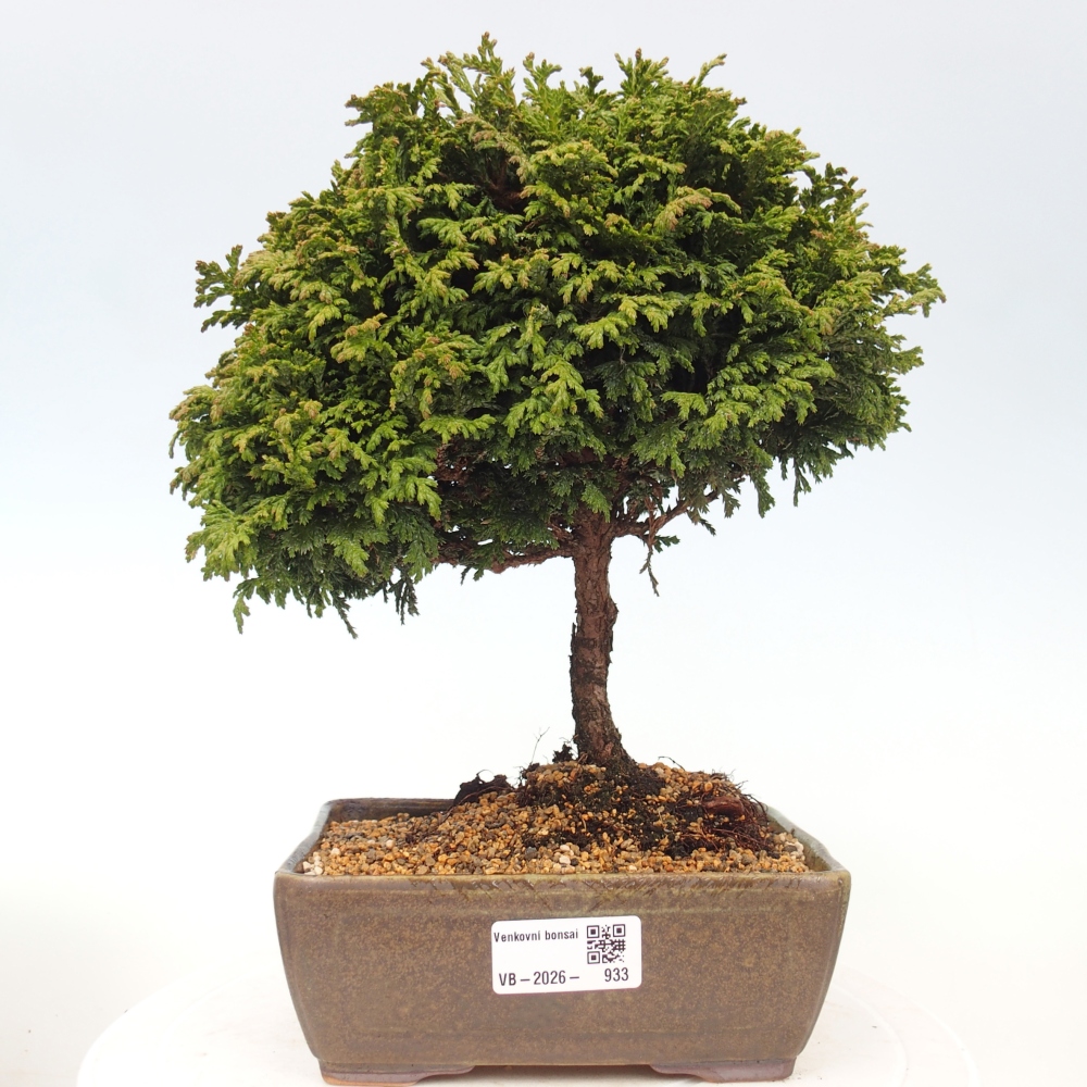 Venkovní bonsai - Cham.pis Parslori - Cypřišek