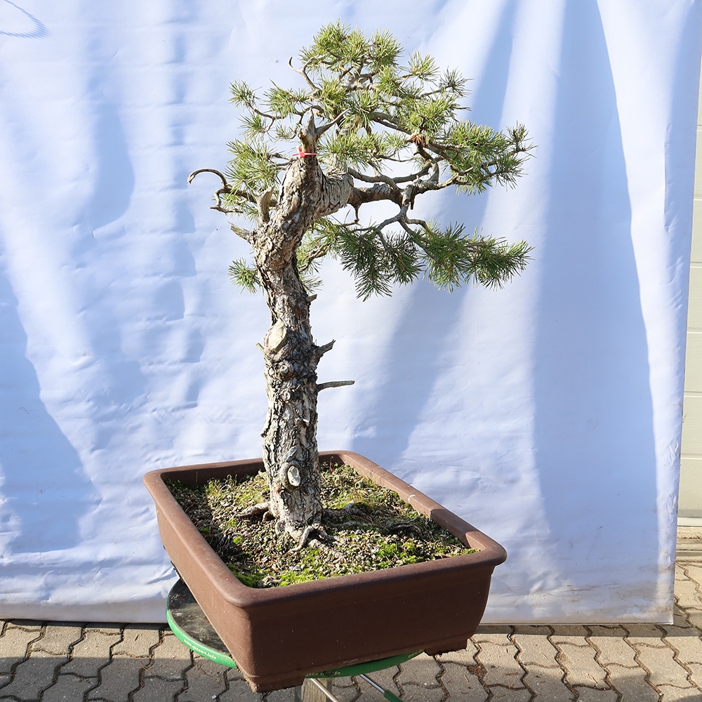 Pinus sylvestris Španělsko - borovice lesní