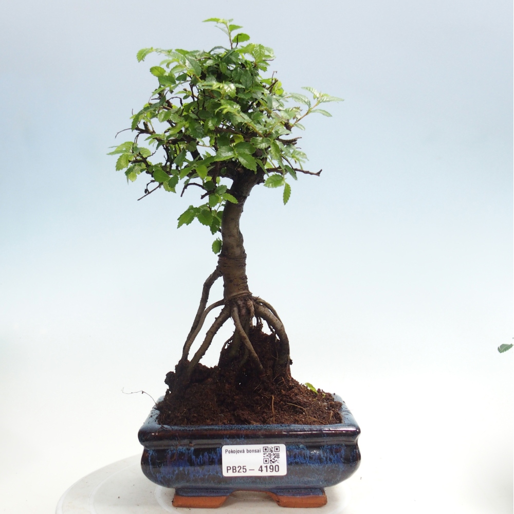 Pokojová bonsai - Ulmus parvifolia - Malolistý jilm