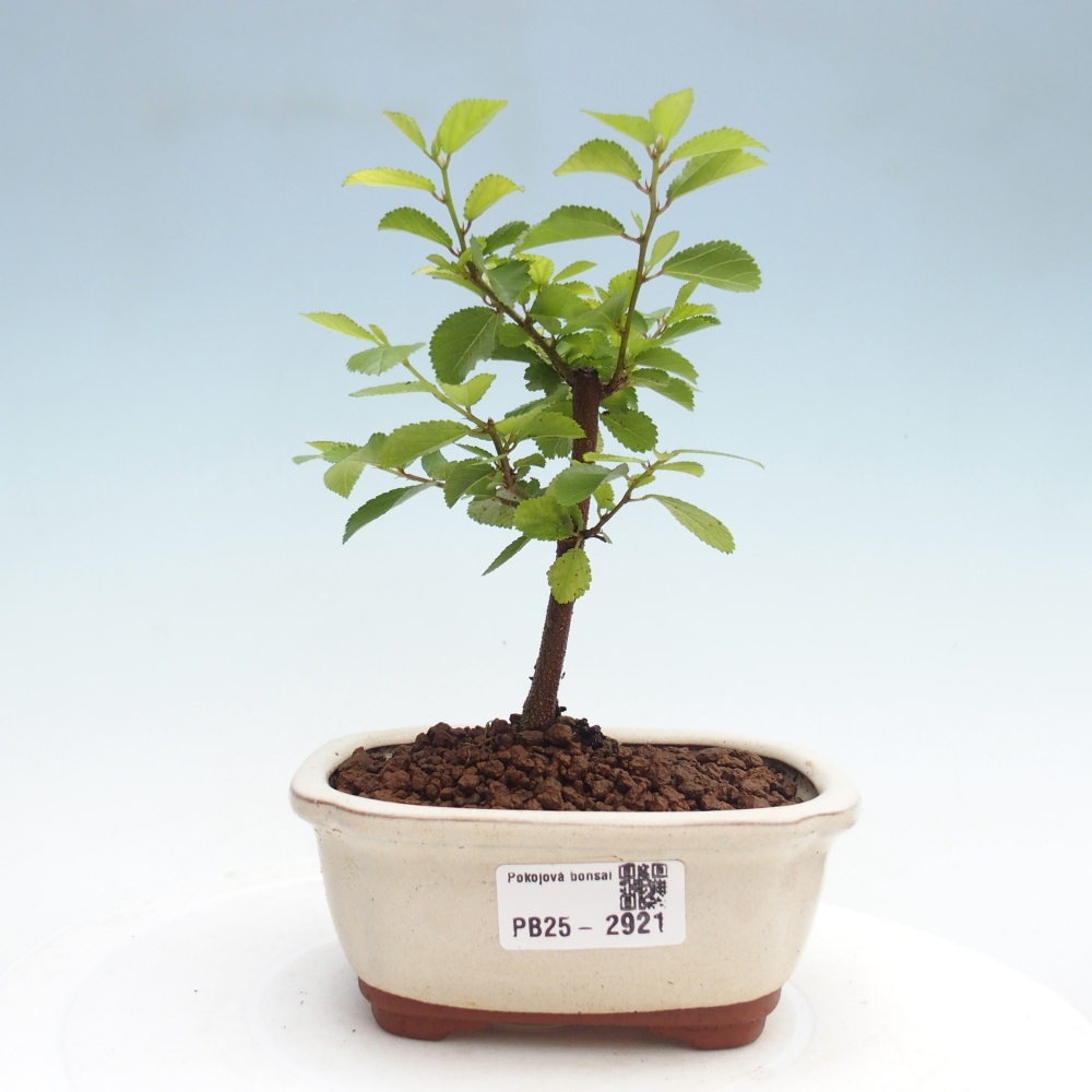 Pokojová bonsai - Grewia occidentalis - Hvězdice levandulová