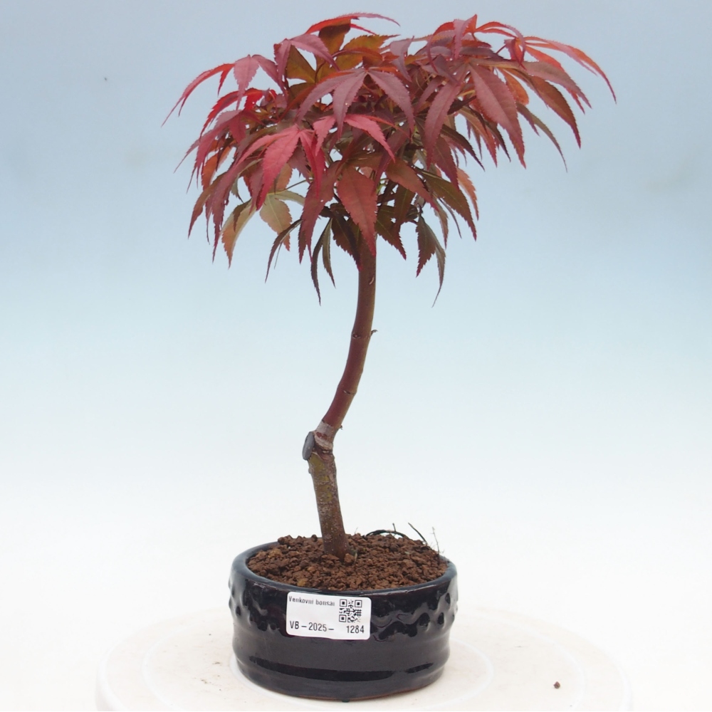 Venkovní bonsai - Acer palm. Atropurpureum-Javor dlanitolistý
