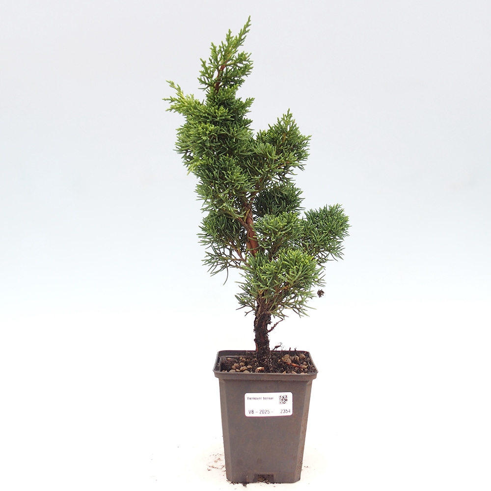 Venkovní bonsai - Juniperus chinensis Kishu -Jalovec čínský