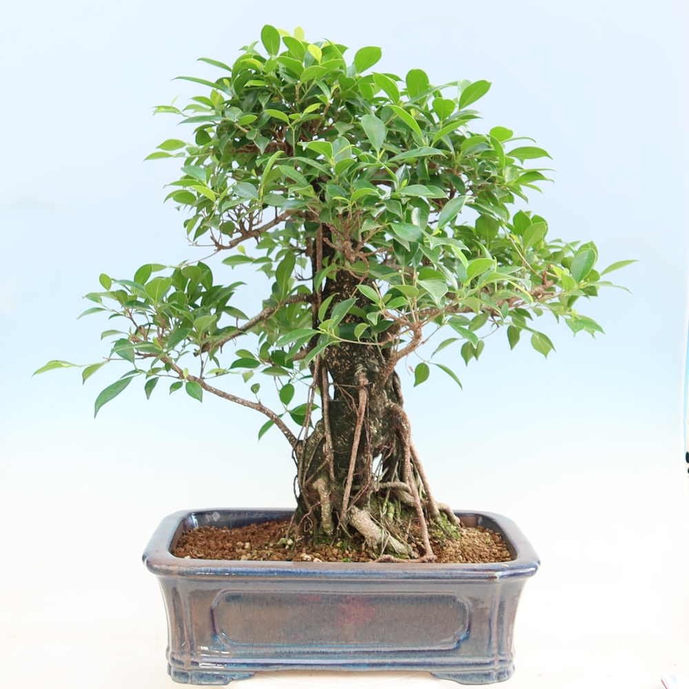 Pokojová bonsai - Ficus kimmen -  malolistý fíkus