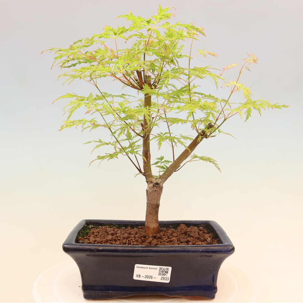 Venkovní bonsai - Acer palmatum Dissectum - Javor dlanitolistý 