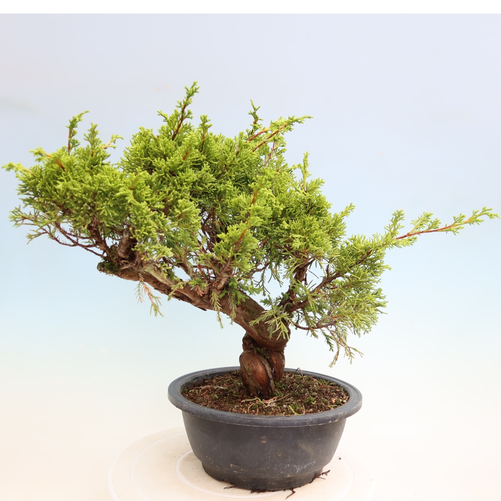 Venkovní bonsai - Juniperus chinensis Itoigawa-Jalovec čínský