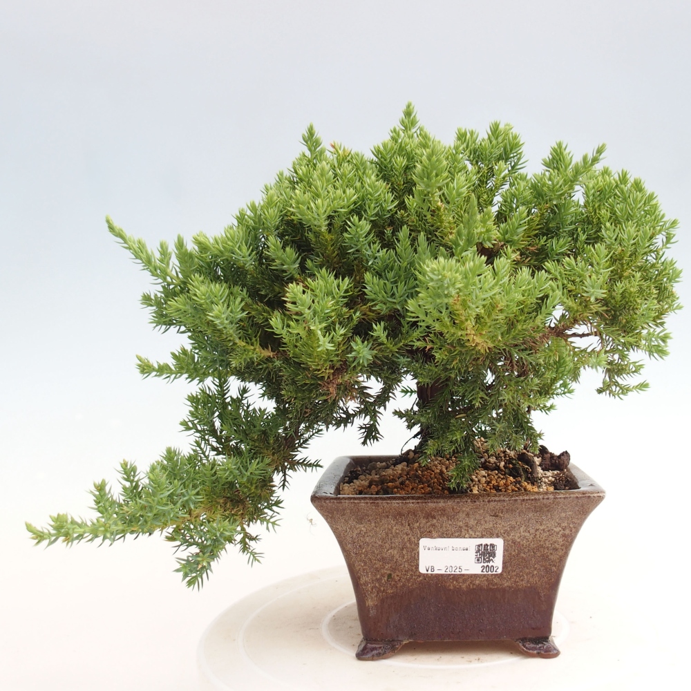 Venkovní bonsai - Juniperus procumbens - Jalovec polehavý