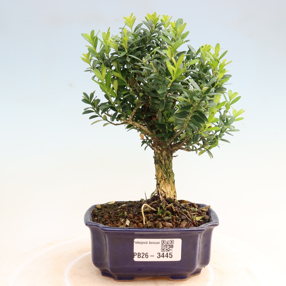 Pokojová bonsai - Buxus harlandii -korkový buxus