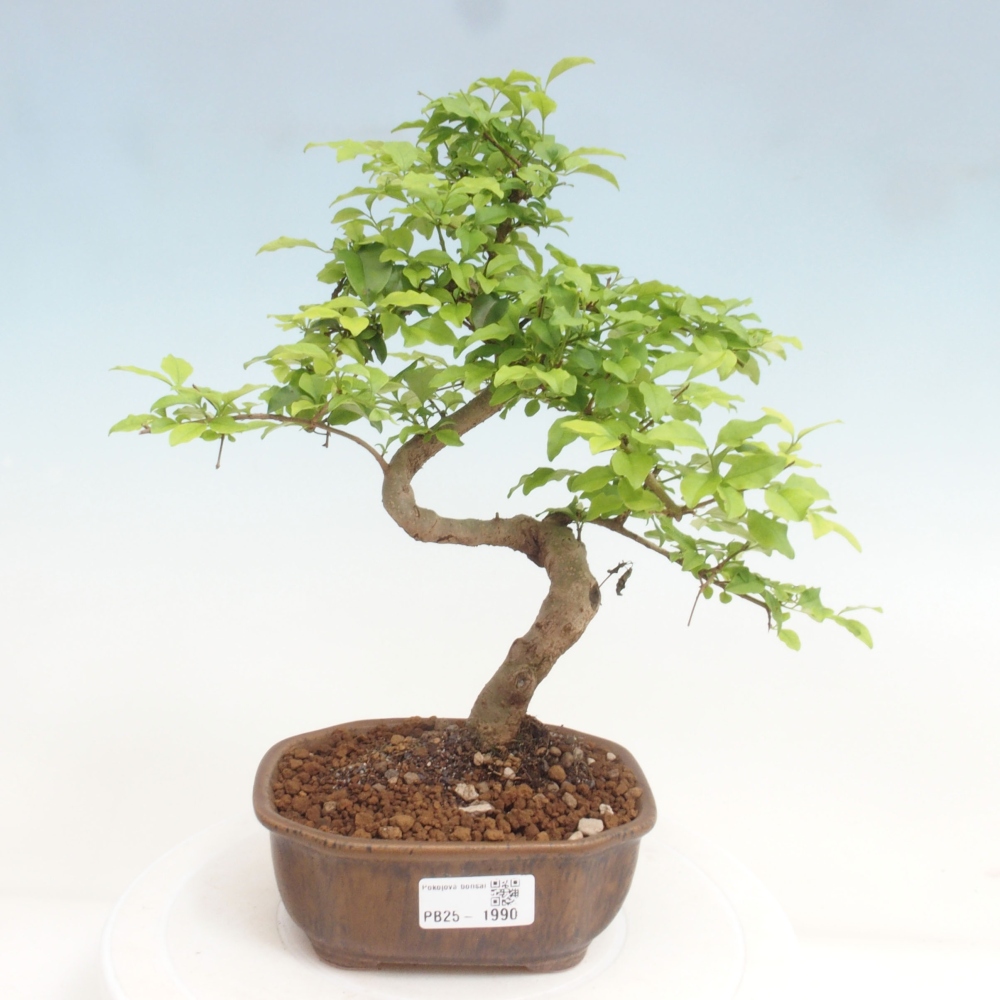 Pokojová bonsai -Ligustrum chinensis - Ptačí zob