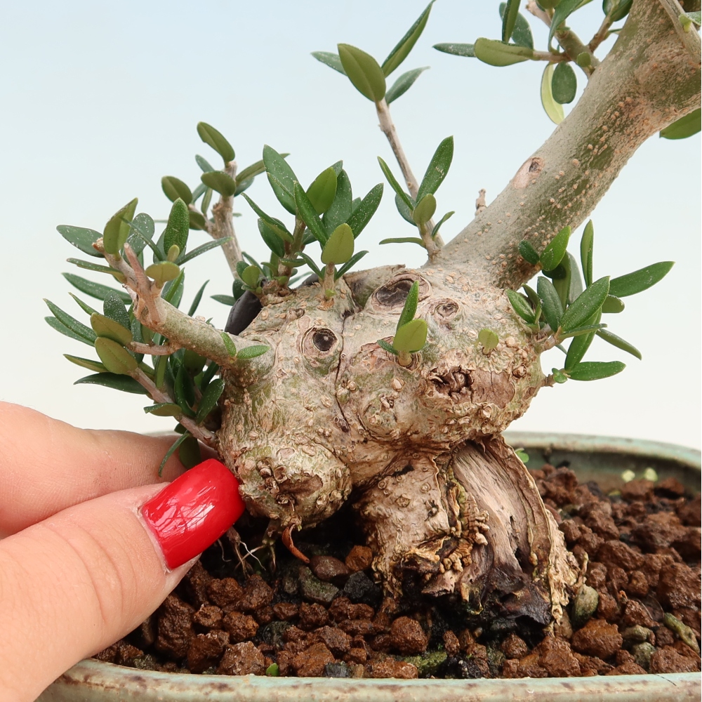 Pokojová bonsai - Olea europaea sylvestris -Oliva evropská drobnolistá