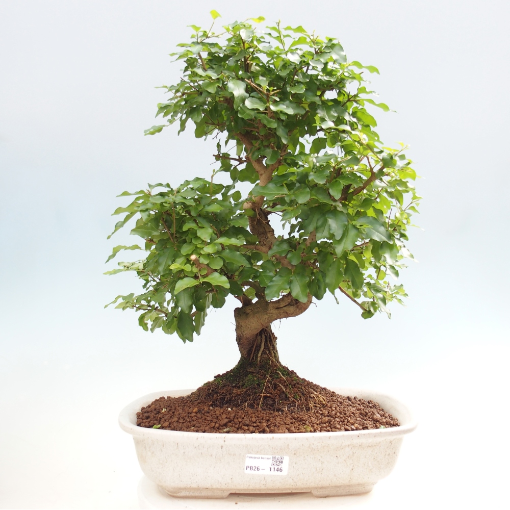Pokojová bonsai -Ligustrum chinensis - Ptačí zob