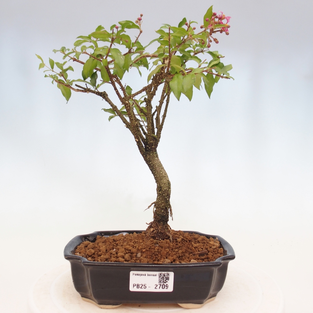 Pokojová bonsai - Malpighia coccigera- Barbdorská třešeň