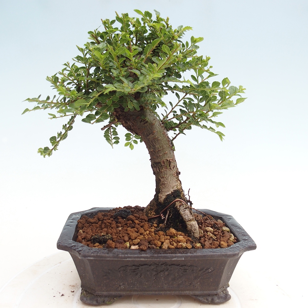 Venkovní bonsai - Ulmus parvifolia Hokkaido - jilm Čínský