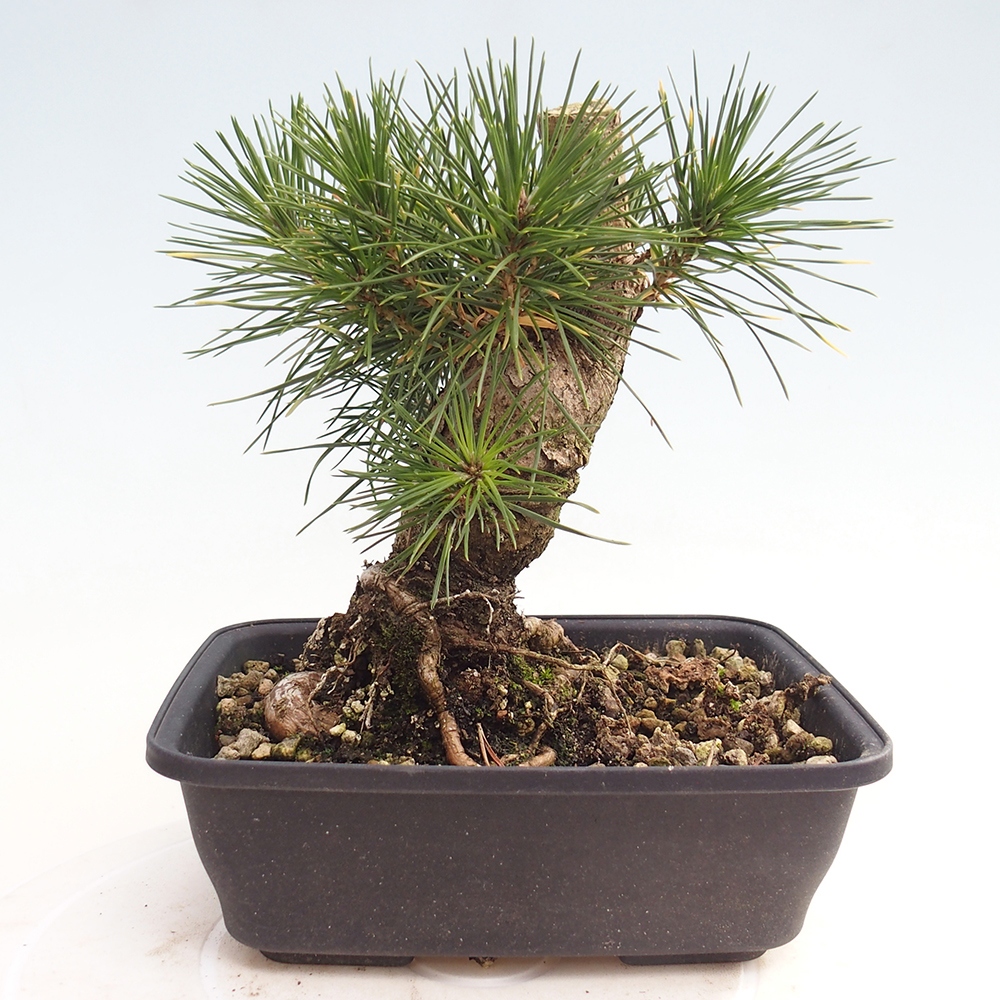 Venkovní bonsai - Pinus thunbergii - Borovice thunbergova