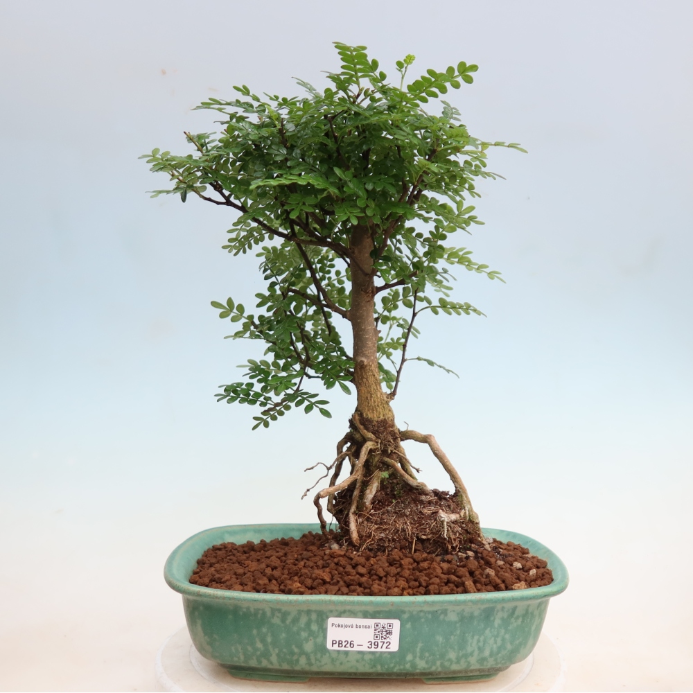Pokojová bonsai - Zantoxylum piperitum - Pepřovník