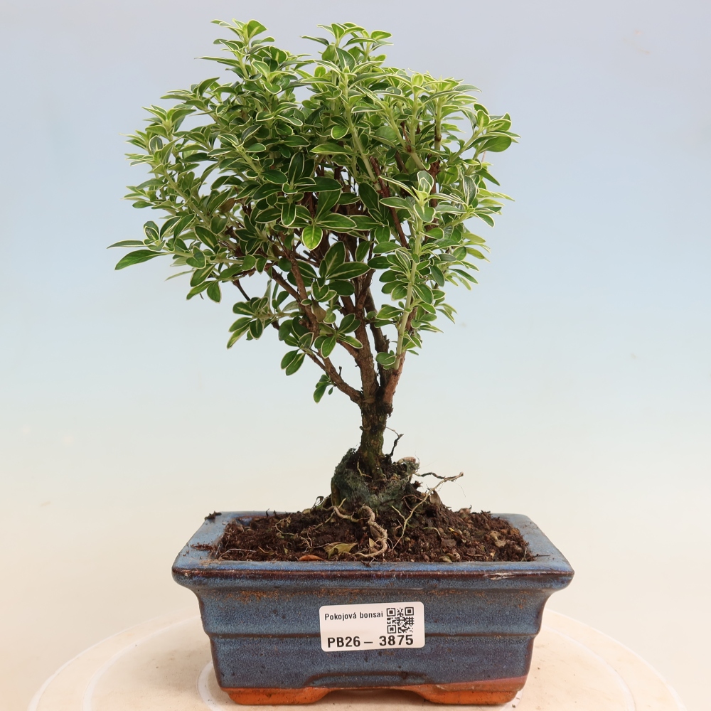 Pokojová bonsai - Serissa foetida Variegata - Strom tisíce hvězd