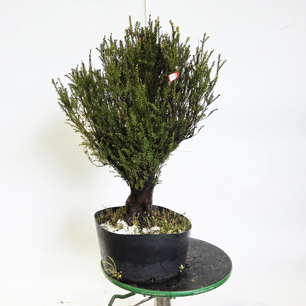 Venkovní bonsai Tis japonský - Taxus cuspidata