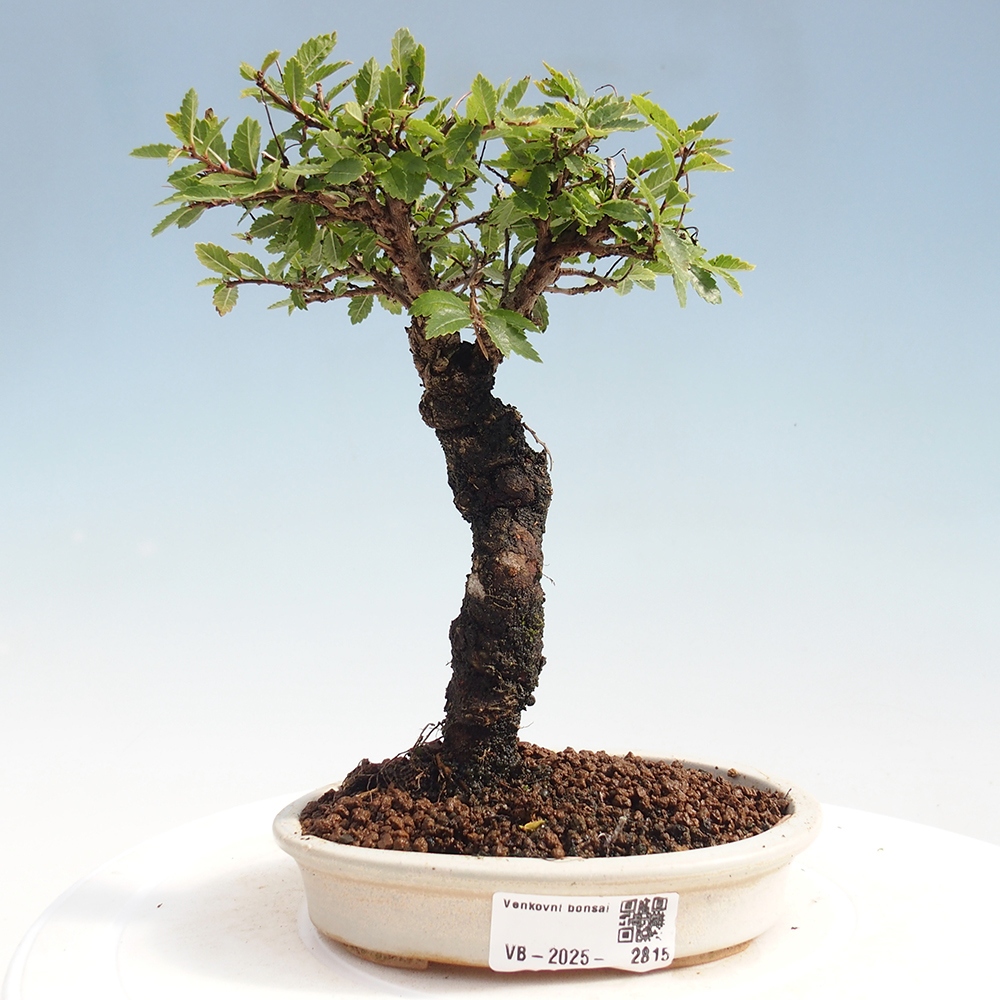 Venkovní bonsai - Zelkova - Zelkova NIRE