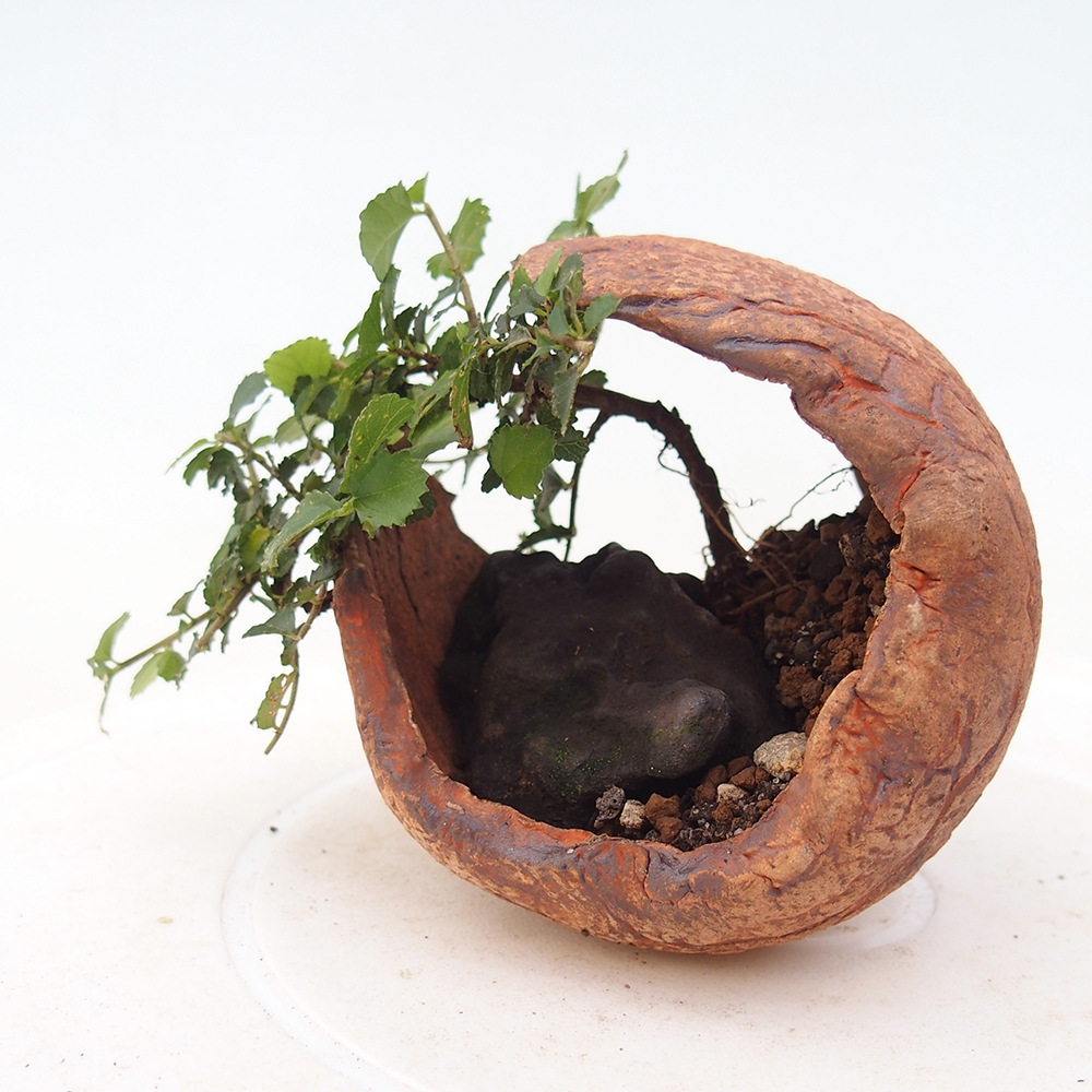 Pokojová bonsai - Grewia sp. - Grewie malolistá