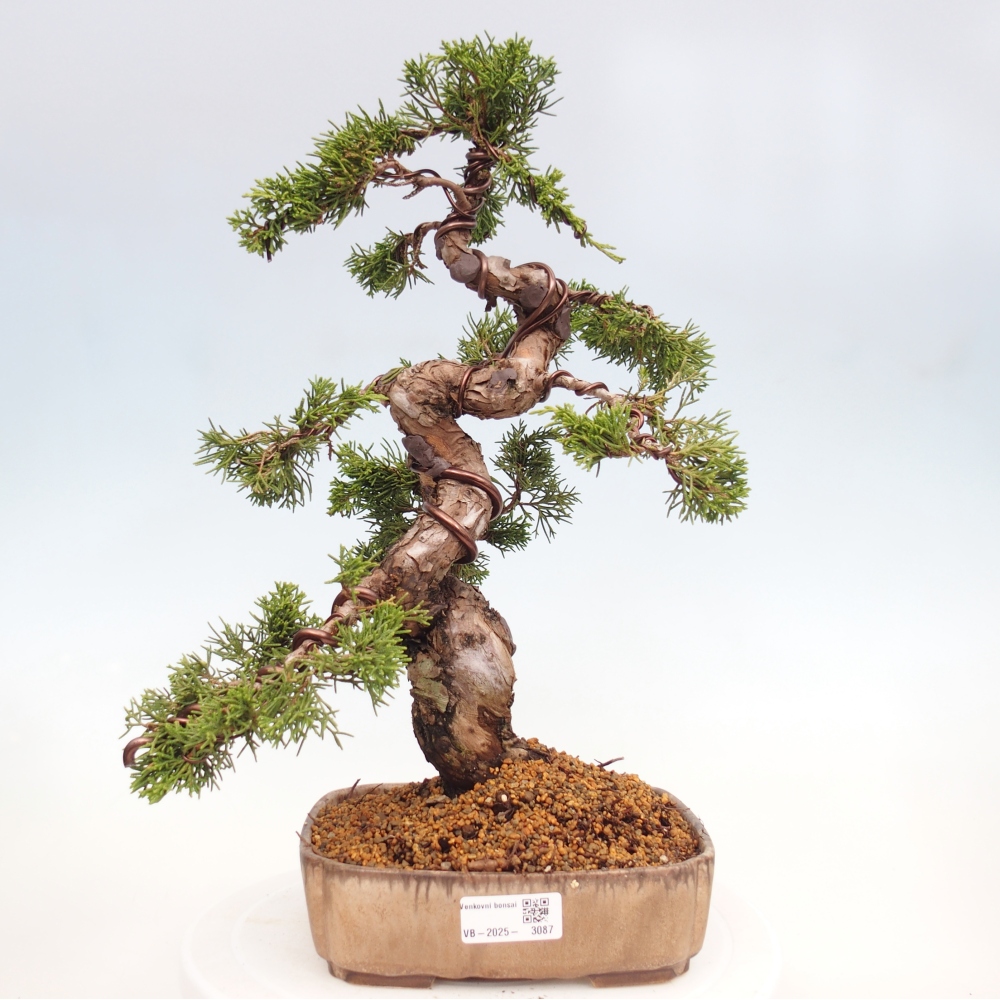Venkovní bonsai - Juniperus chinensis Itoigawa -Jalovec čínský