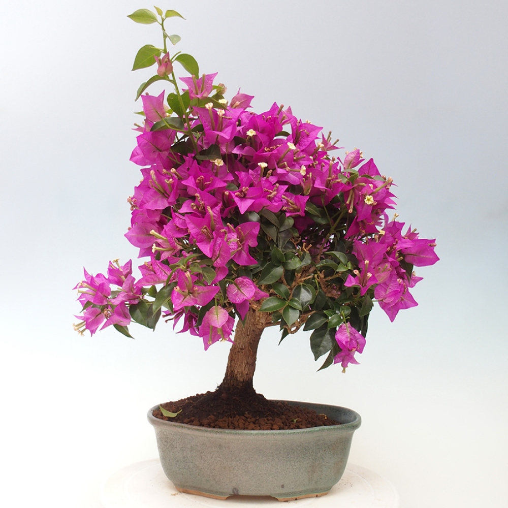 Pokojová bonsai - Bouganwilea