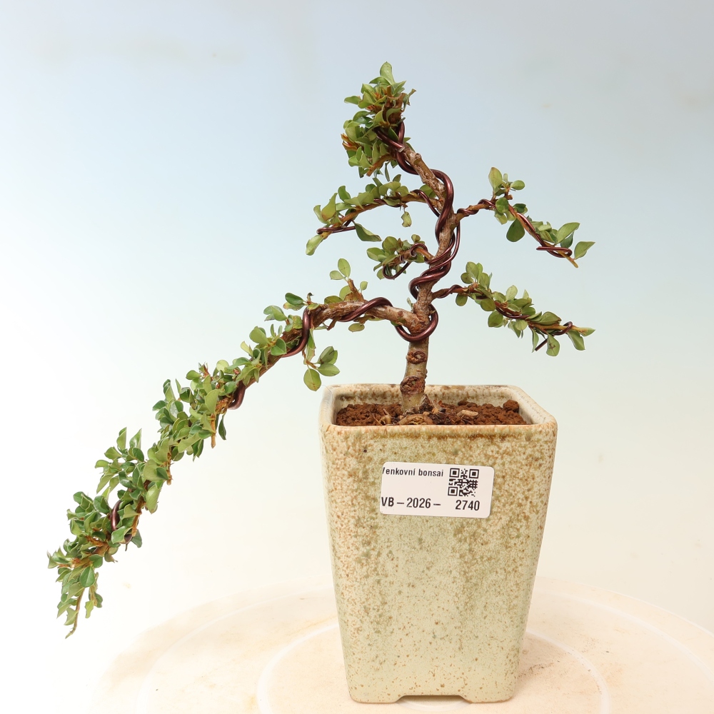 Venkovní bonsai - Cotoneaster horizontalis - Skalník